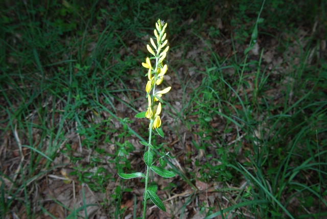 Leguminosa - Genista tinctoria